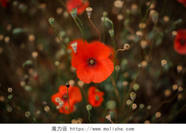 红色罂粟派花的纹理背景